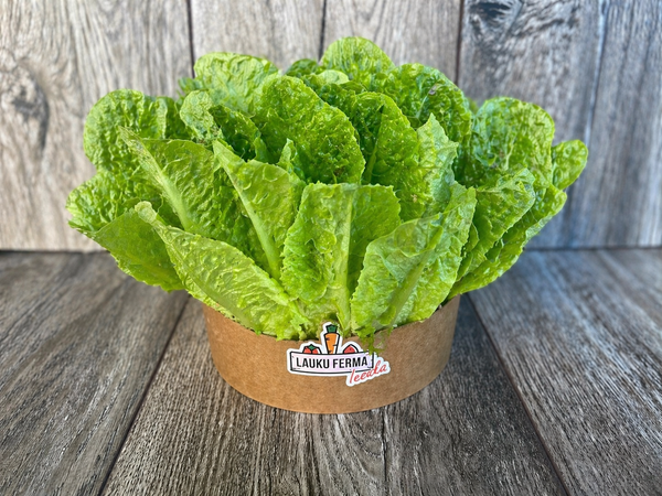 Salāti Romiešu fasēti  🥬 [ 1GB ]