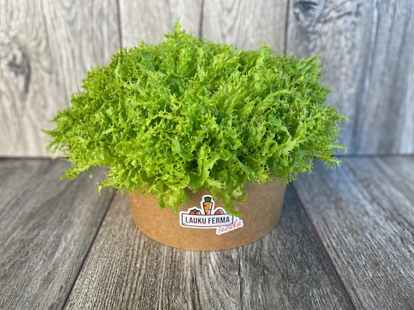 Salāti Frillis fasēti  🥬 [ 1GB ]