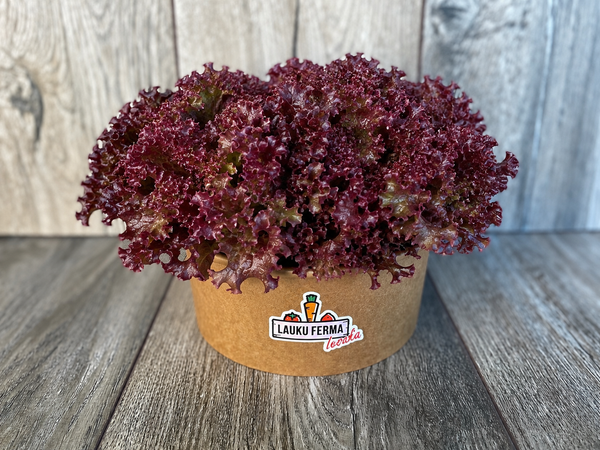 Salāti Lollo Rosso  🥬 [ 1 bunte ]